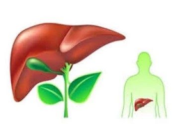 4 cách giúp lá gan khỏe mạnh hơn