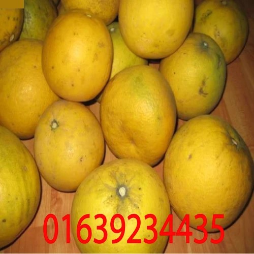 Chuyên cung cấp sỉ lẻ bưởi diễn tại Hà Nội